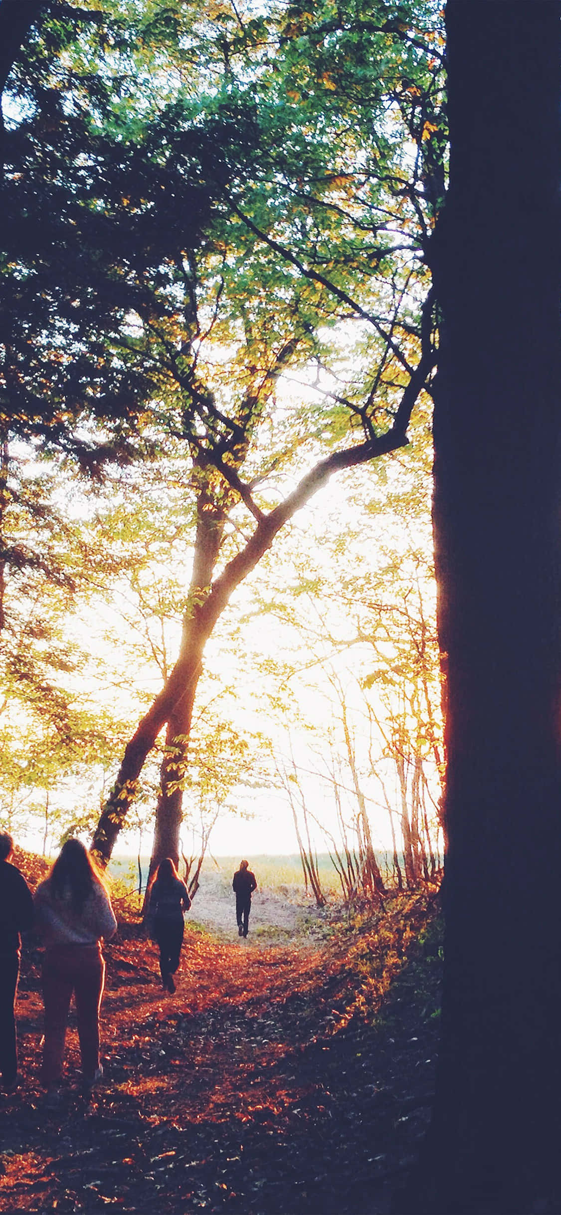 Fall Hikes, sun-dappled forest trail, golden light, Full HD Phone Wallpaper
