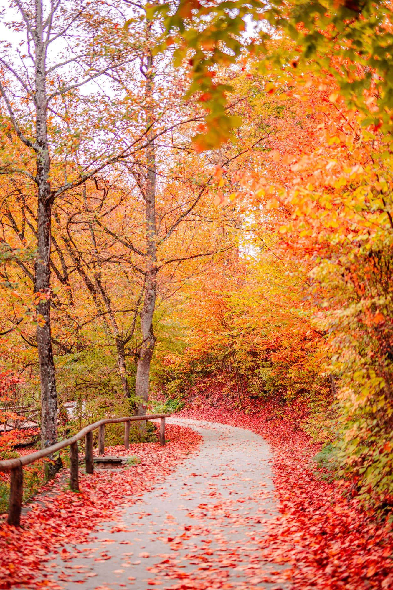 autumn trails, winding path, vibrant red leaves, Full HD Phone Wallpaper