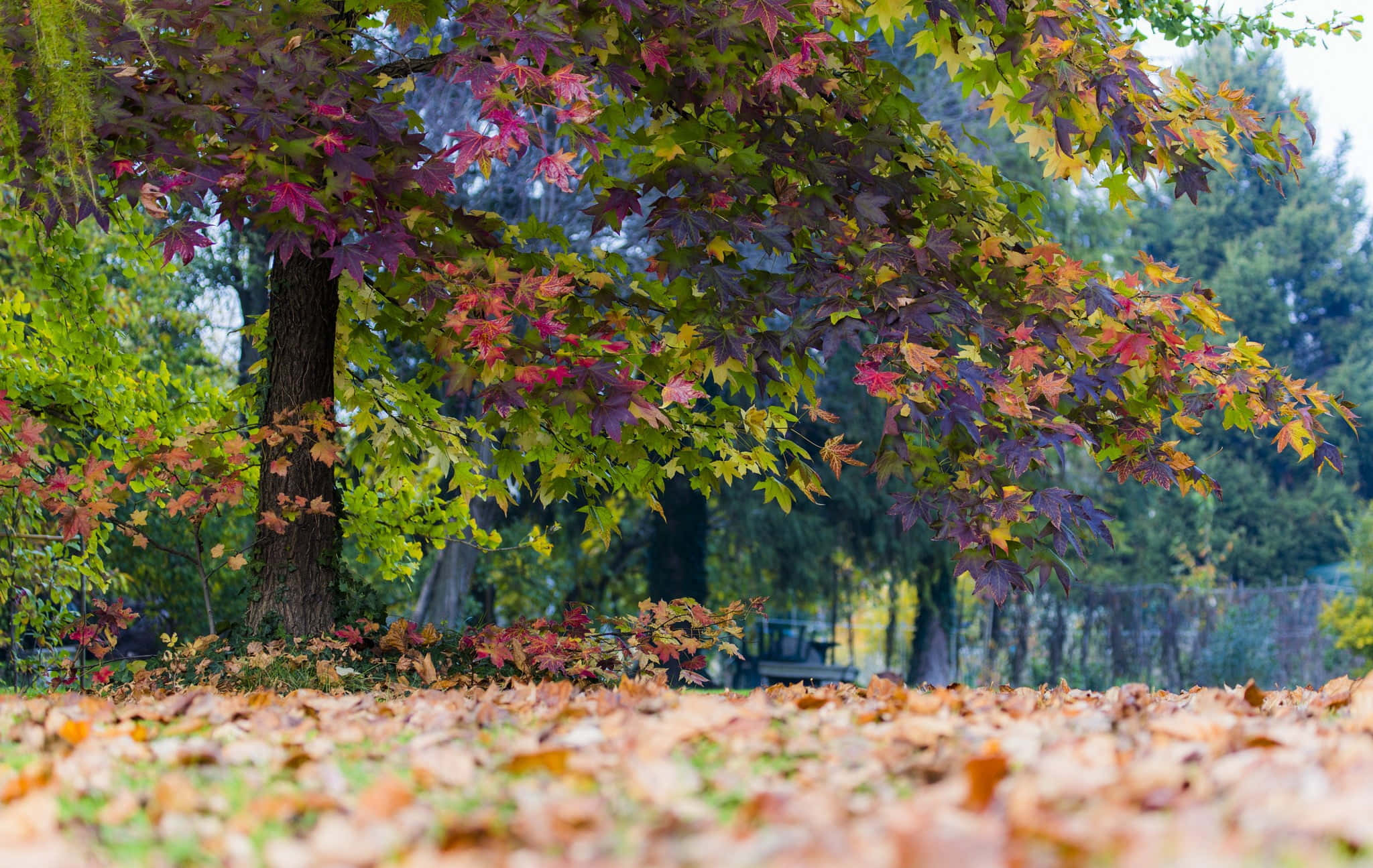 fallen leaves, vibrant red purple and green leaves, carpet of fallen autumn leaves, Full HD Desktop Wallpaper
