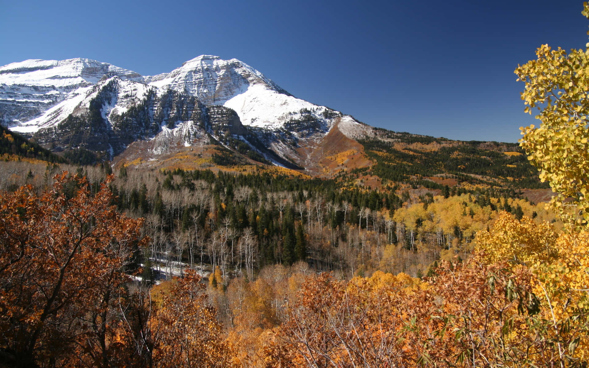 Fall Hikes, golden aspen trees, orange aspen trees, Full HD Desktop Wallpaper