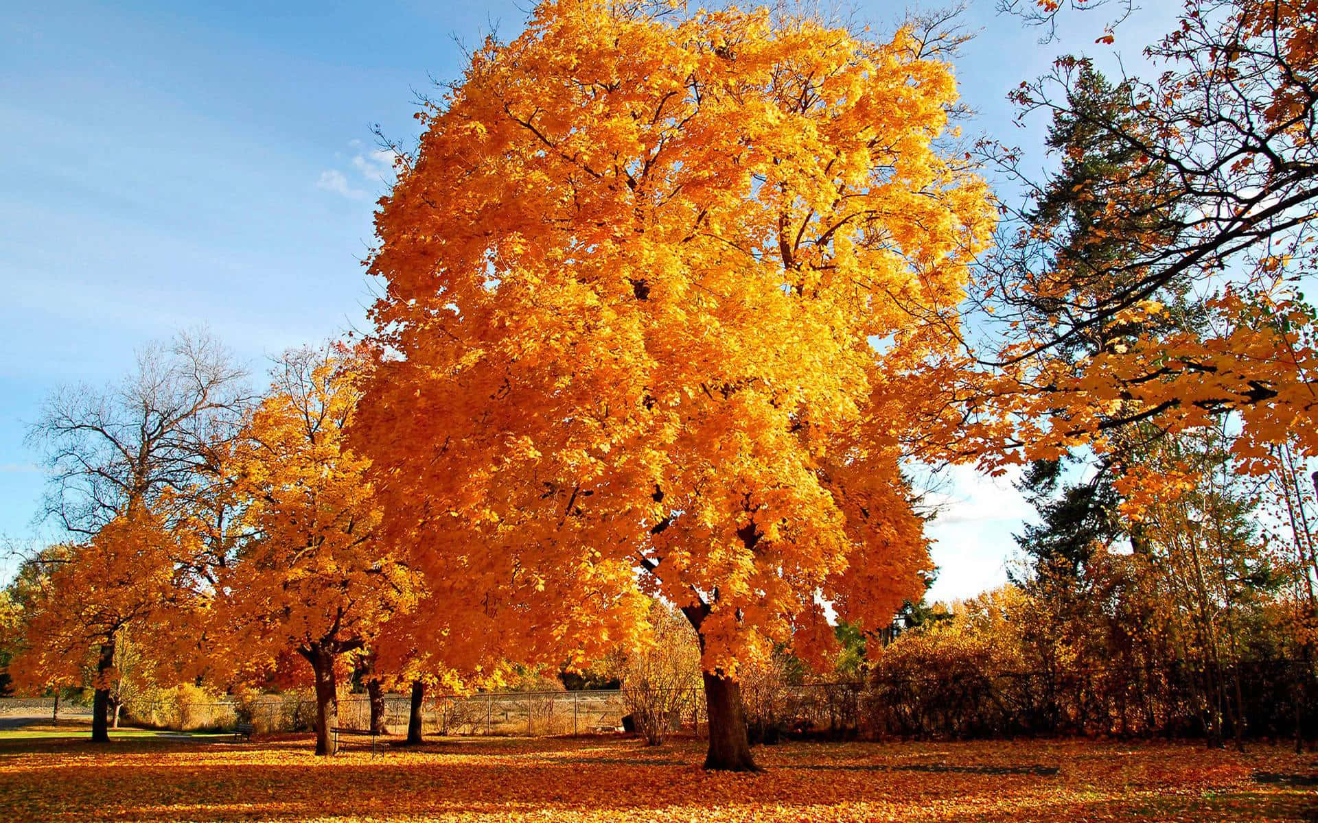 golden maple tree, autumn, clear blue sky, Full HD Desktop Wallpaper