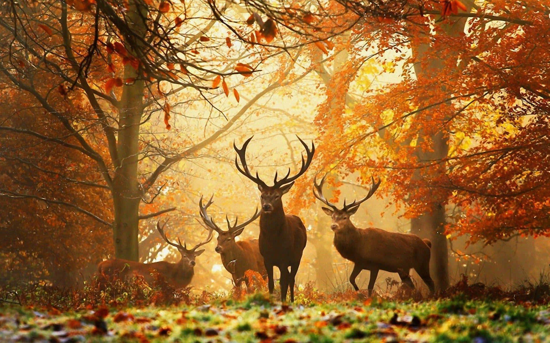 stags, golden autumn forest, warm sunlight, Full HD Desktop Wallpaper