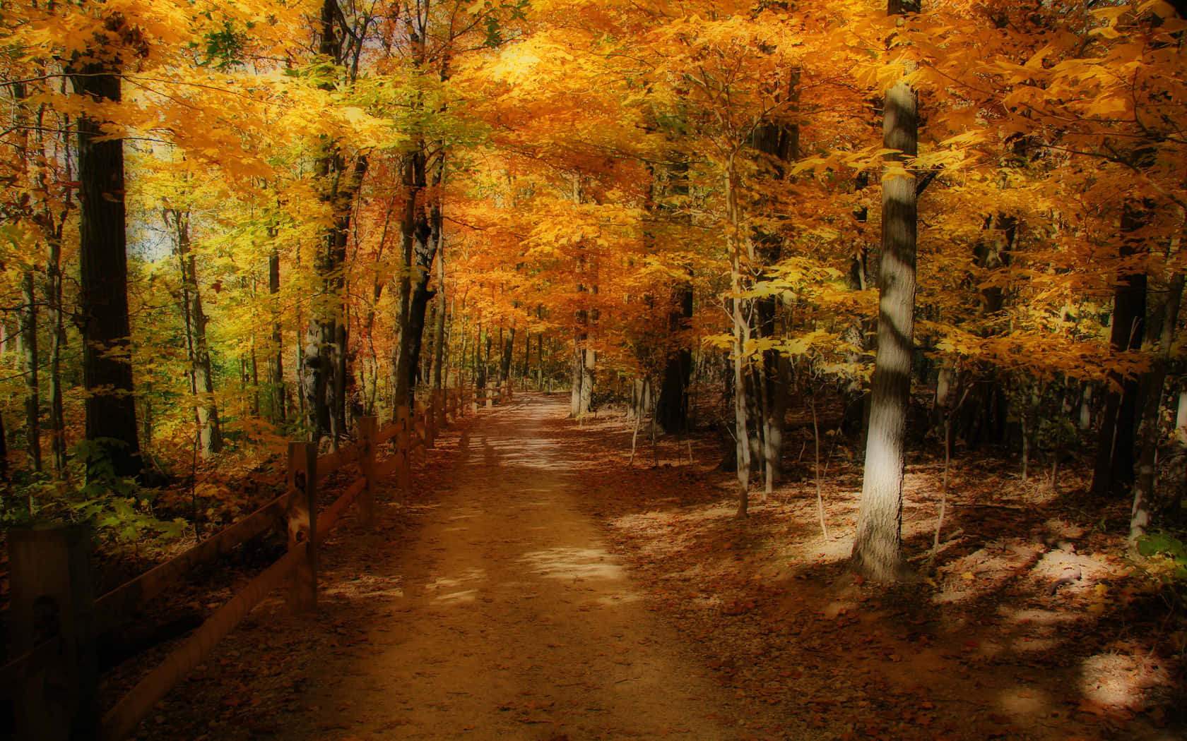 autumn trails, dirt path, forest, HD Desktop Wallpaper
