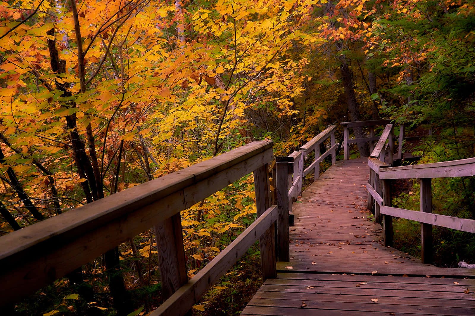fall hikes, wooden boardwalk, forest, HD Desktop Wallpaper