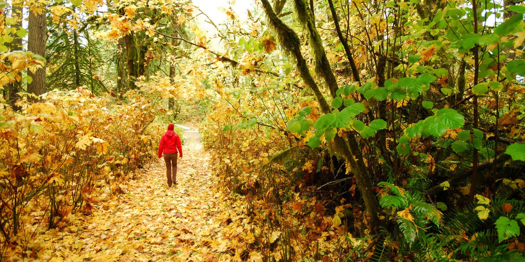 Fall Hikes, red jacket, leaf-covered forest path, HD Desktop Wallpaper