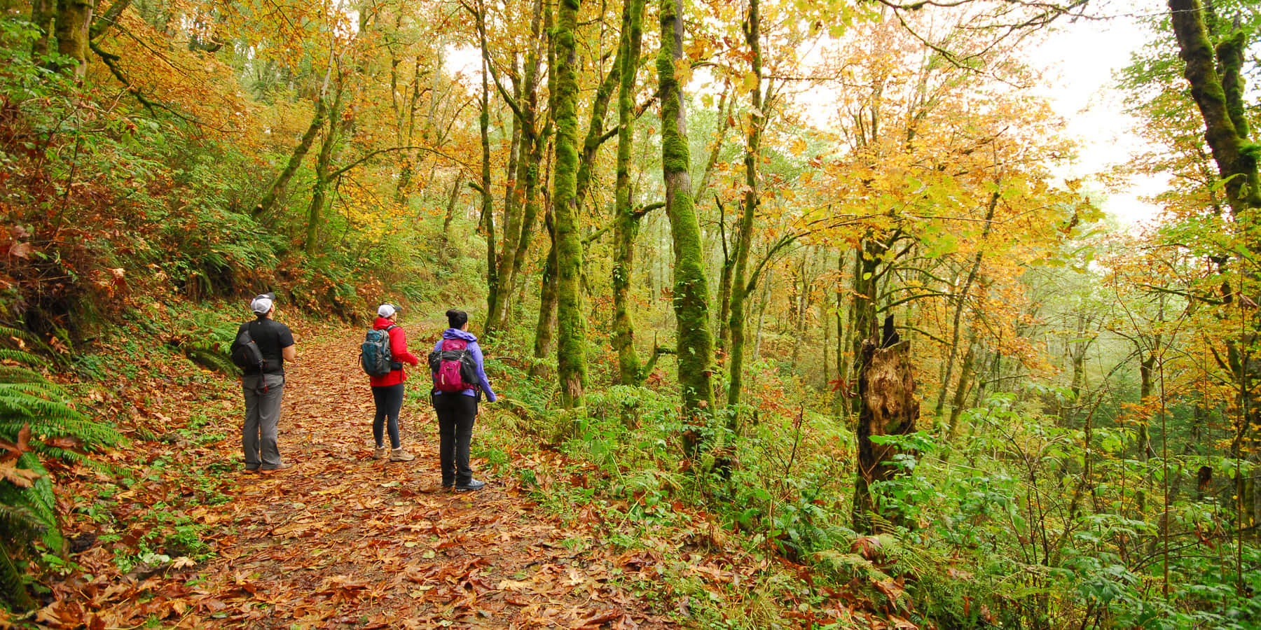 Fall Hikes, autumn trees, leaf-strewn forest trail, HD Desktop Wallpaper
