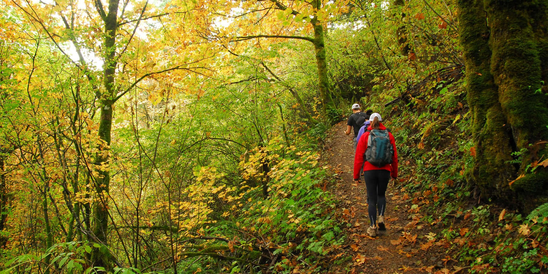 Fall Hikes, red jackets, mossy forest trail, HD Desktop Wallpaper