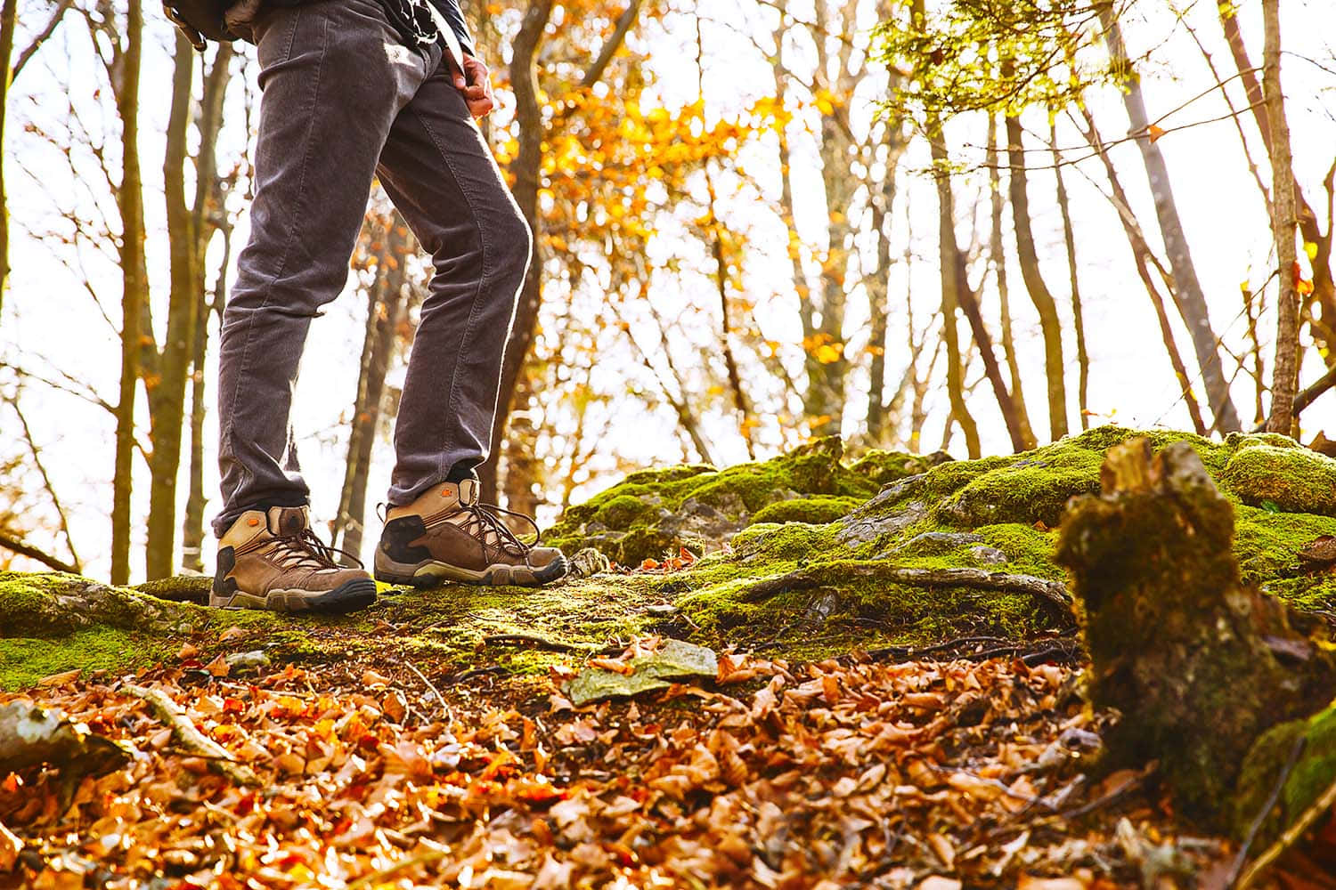 fall hikes, autumn leaves, sunlit forest, HD Desktop Wallpaper