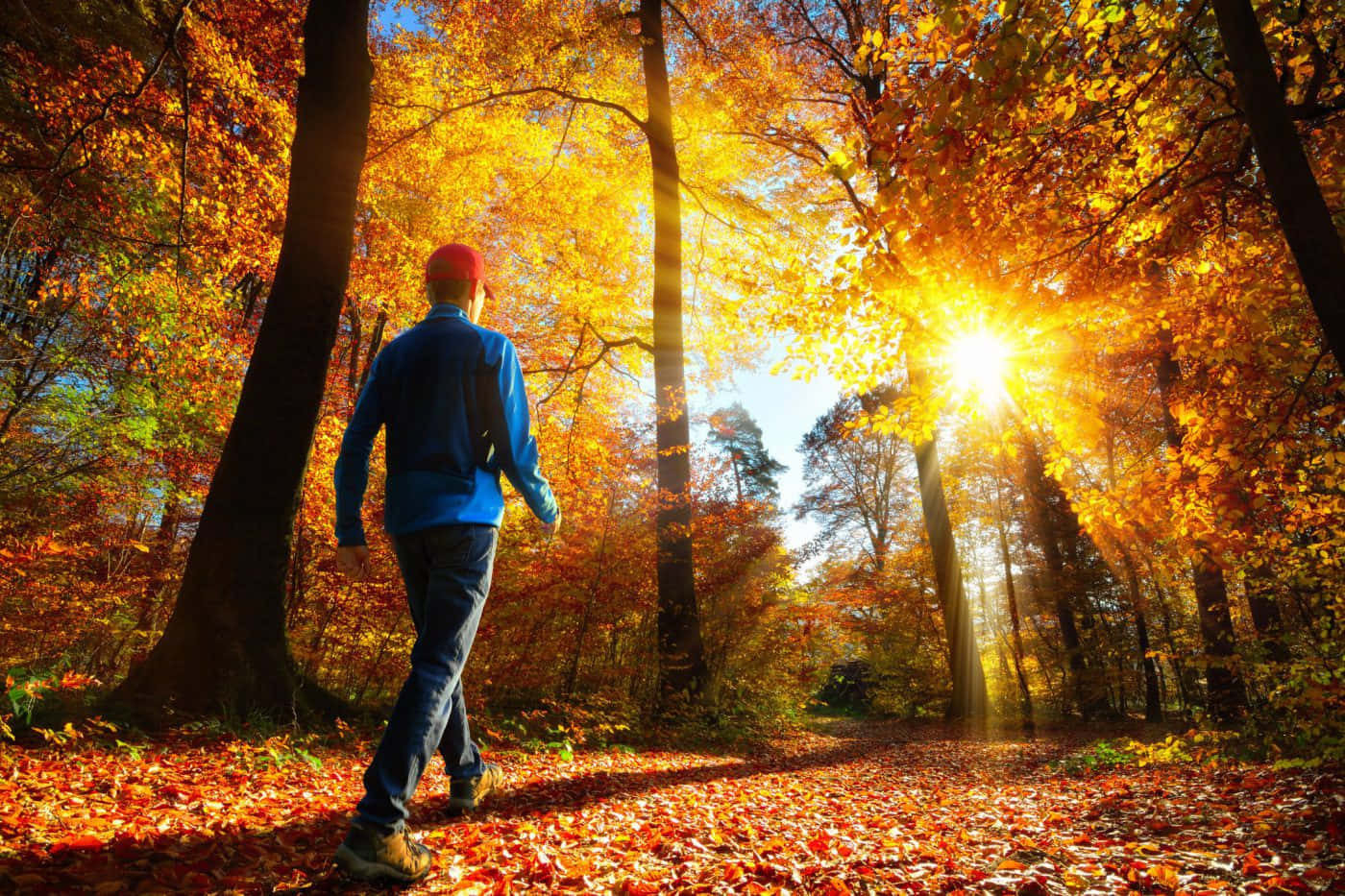 fall hikes, blue jacket, golden leaves, HD Desktop Wallpaper