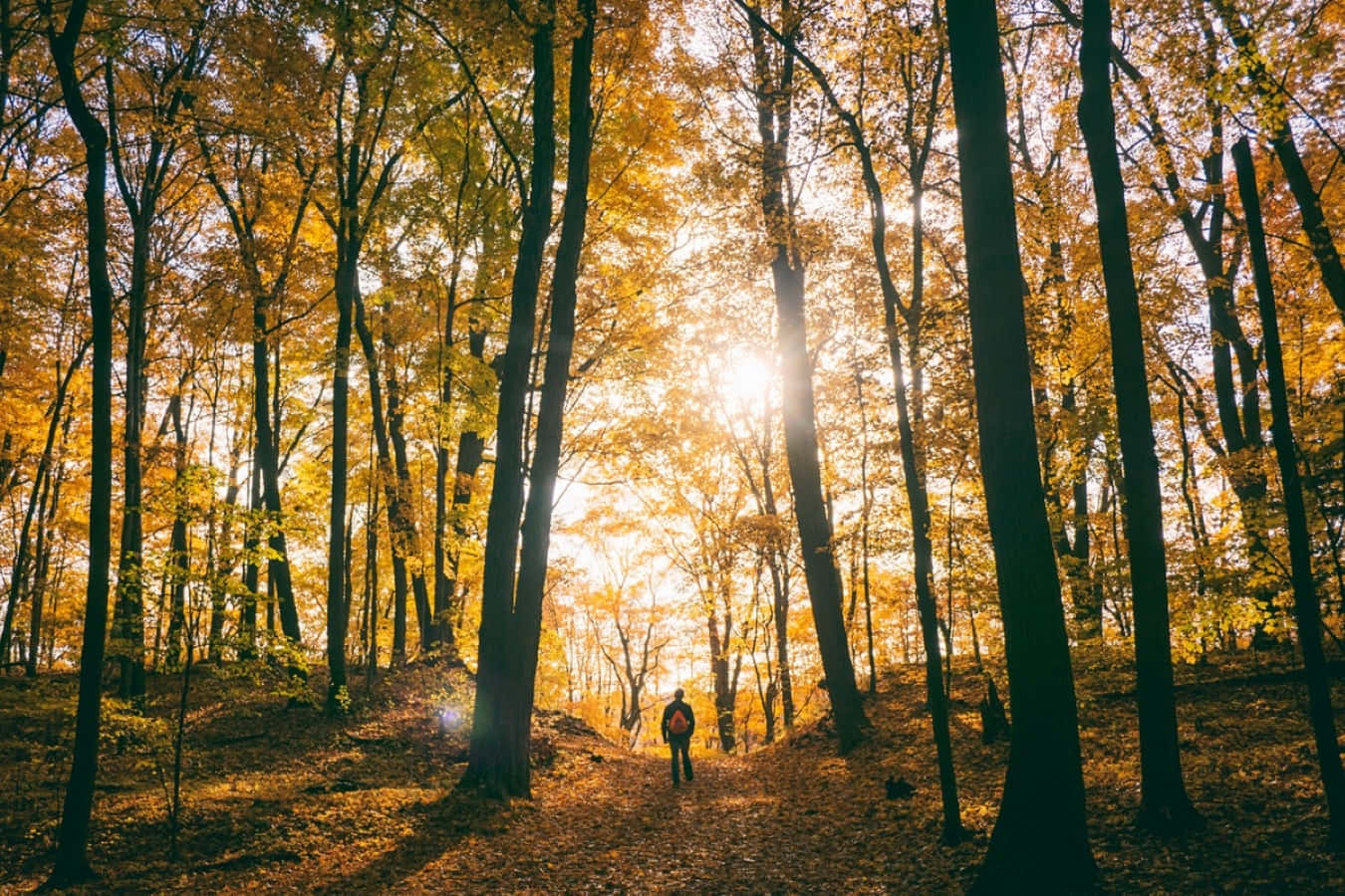 fall hikes, autumn forest, golden leaves, HD Desktop Wallpaper
