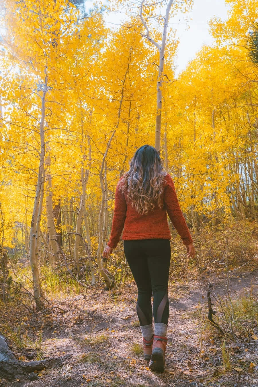 Fall Hikes, golden aspen trees, autumn, HD Phone Wallpaper