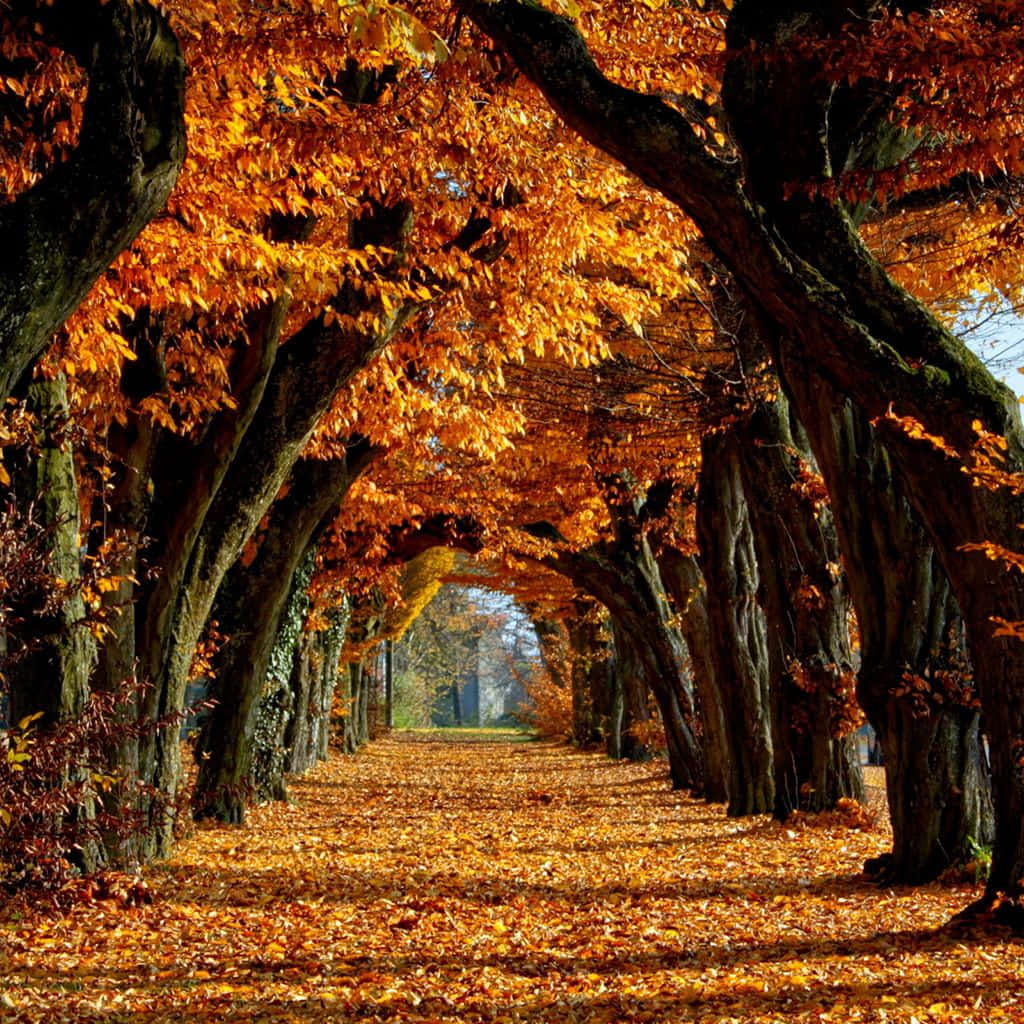 Fall iPad, autumnal tunnel, vibrant orange maple trees, SD Desktop Wallpaper