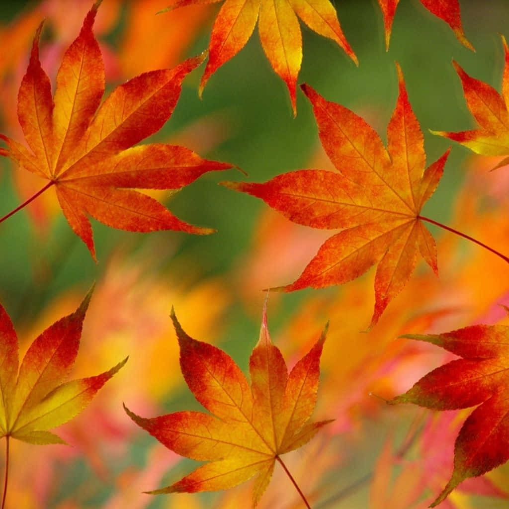 Fall iPad, autumn maple leaves, fiery reds oranges and yellows, SD Desktop Wallpaper