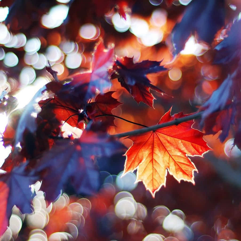 iPad, vibrant red maple leaves, dreamy bokeh background, SD Desktop Wallpaper