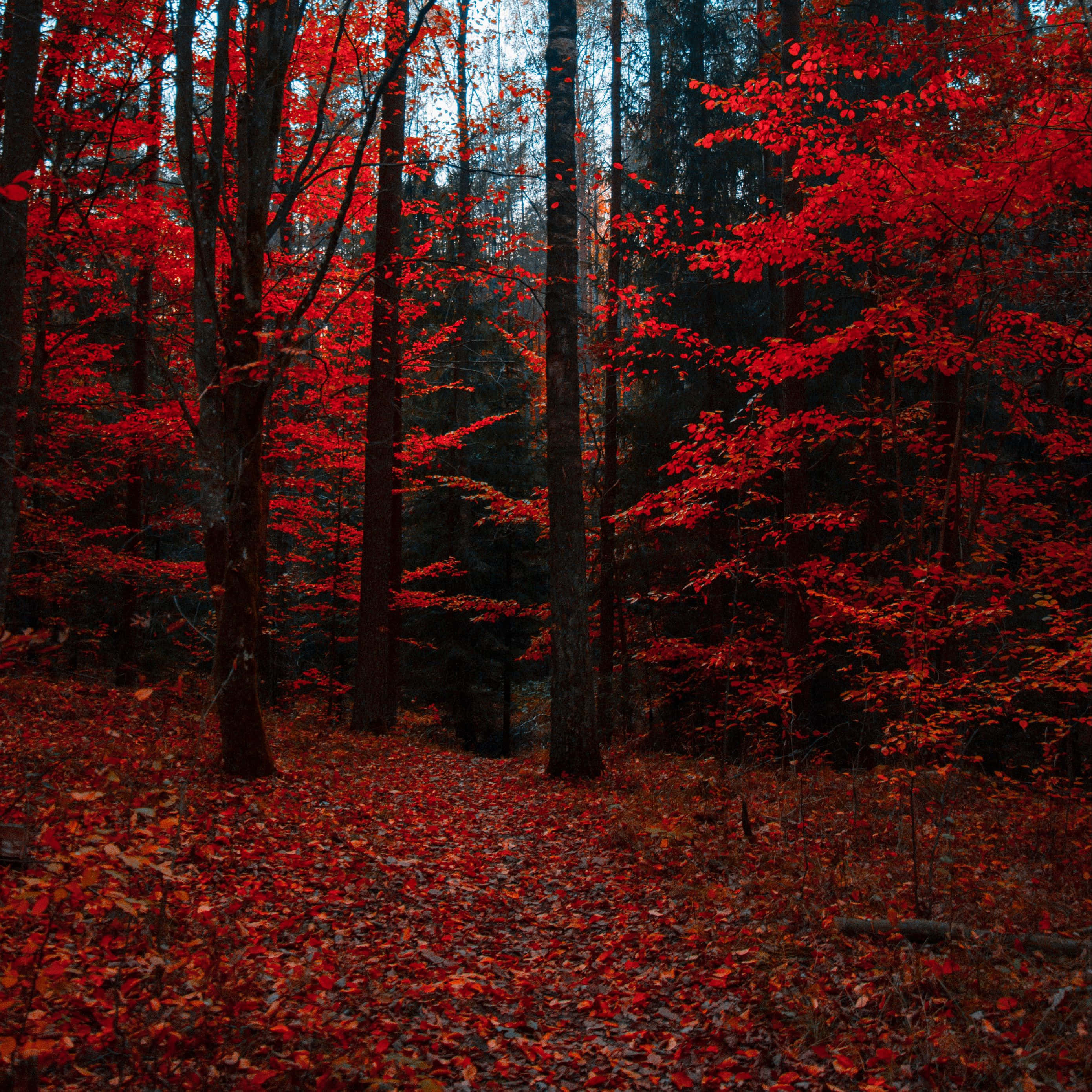 iPad, Autumn, crisp, 2K Desktop Wallpaper