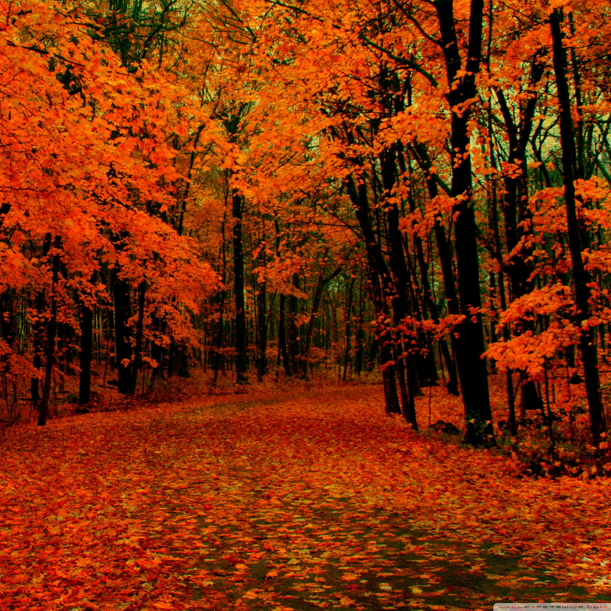 fall season, forest path, fiery orange maple leaves, Full HD Desktop Wallpaper