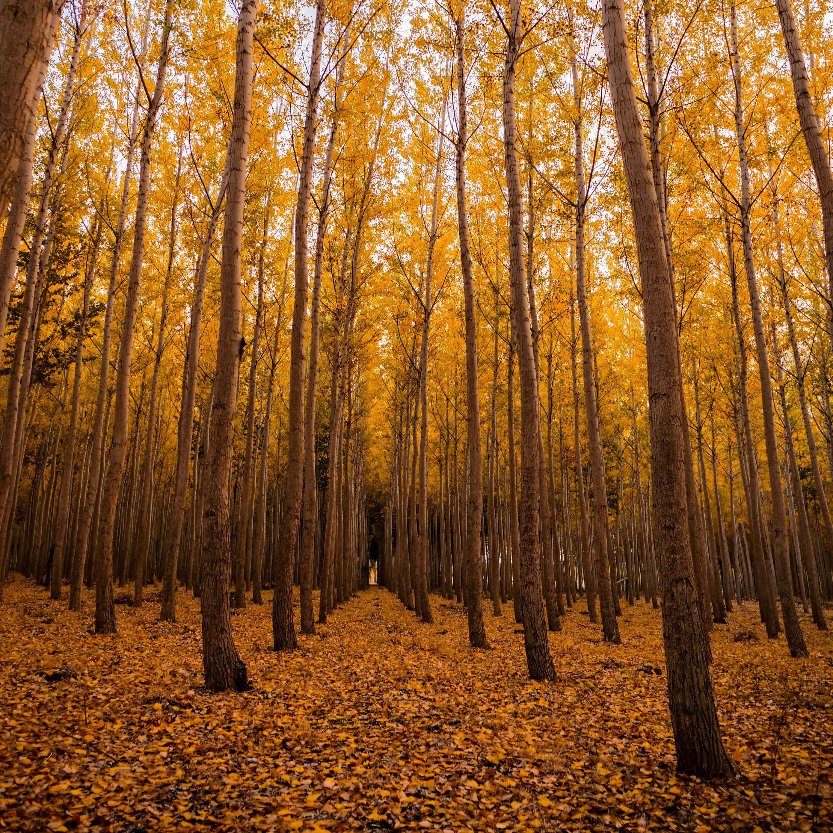 Fall iPad, golden autumn forest, tall slender trees, 2K Desktop Wallpaper
