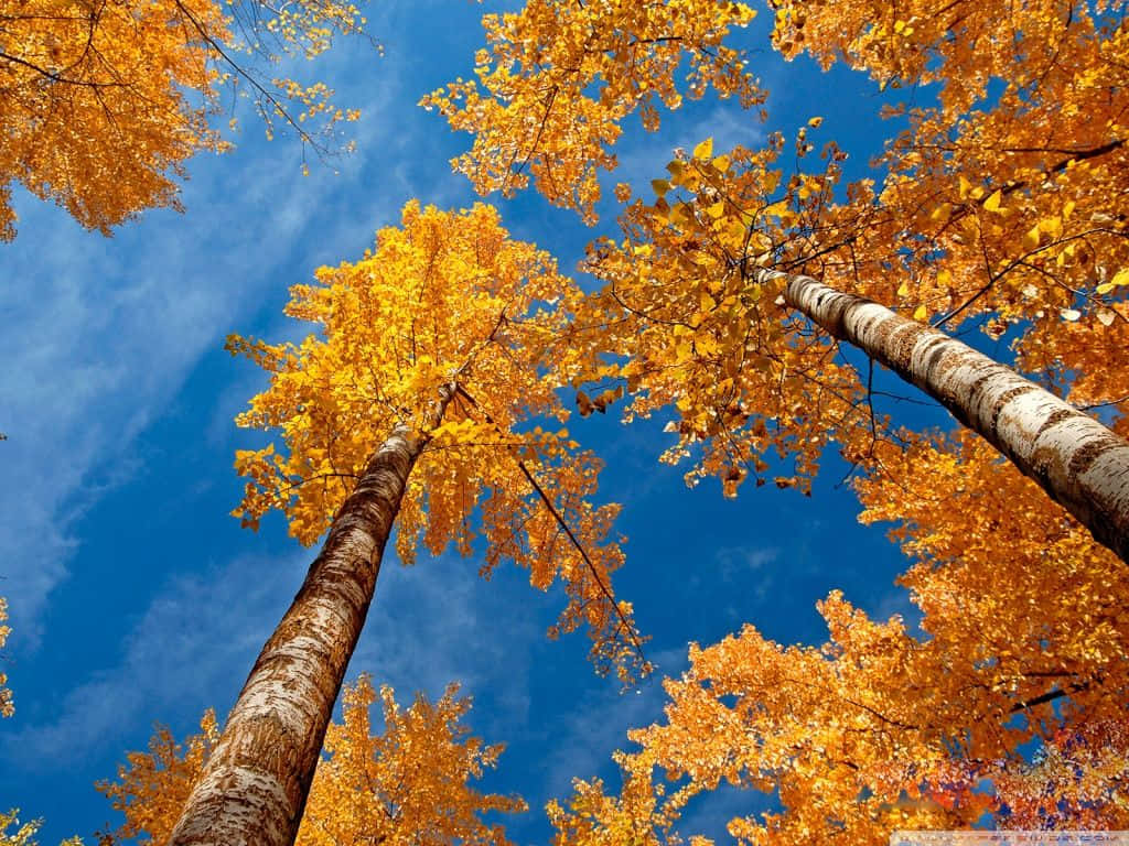 Fall iPad, autumn trees, vivid blue sky, SD Desktop Wallpaper