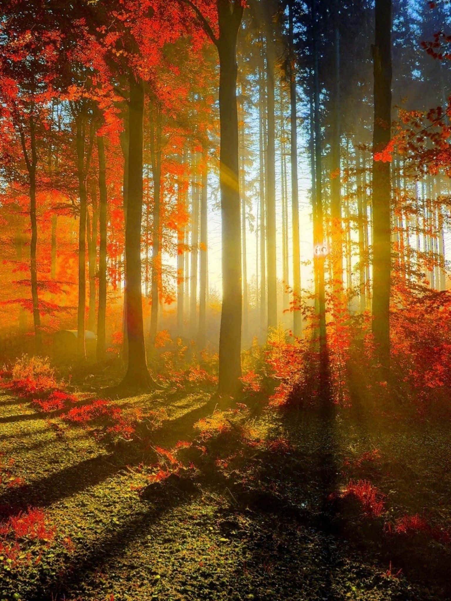 Fall iPad, sunlight, towering trees, Full HD Phone Wallpaper