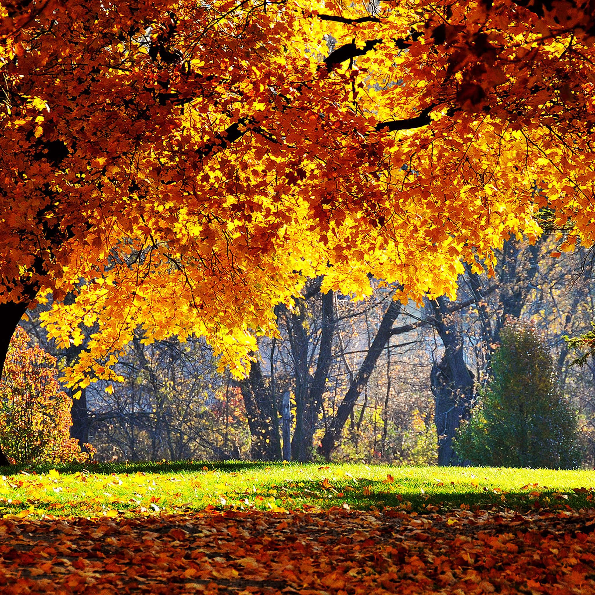 fall iPad, golden autumn leaves, sunlit park path, Full HD Desktop Wallpaper