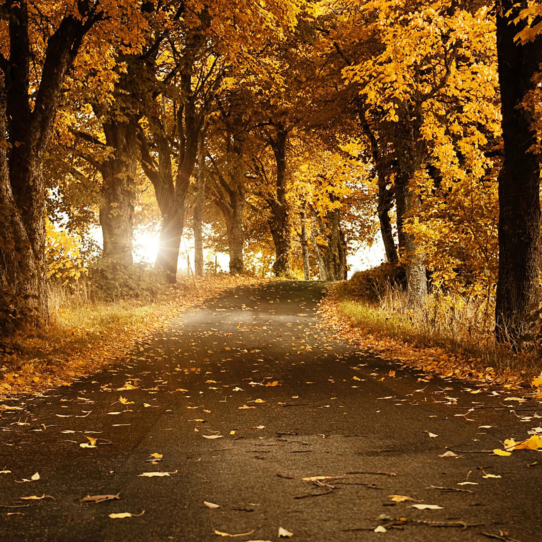 Fall iPad, autumn road, golden trees, Full HD Desktop Wallpaper