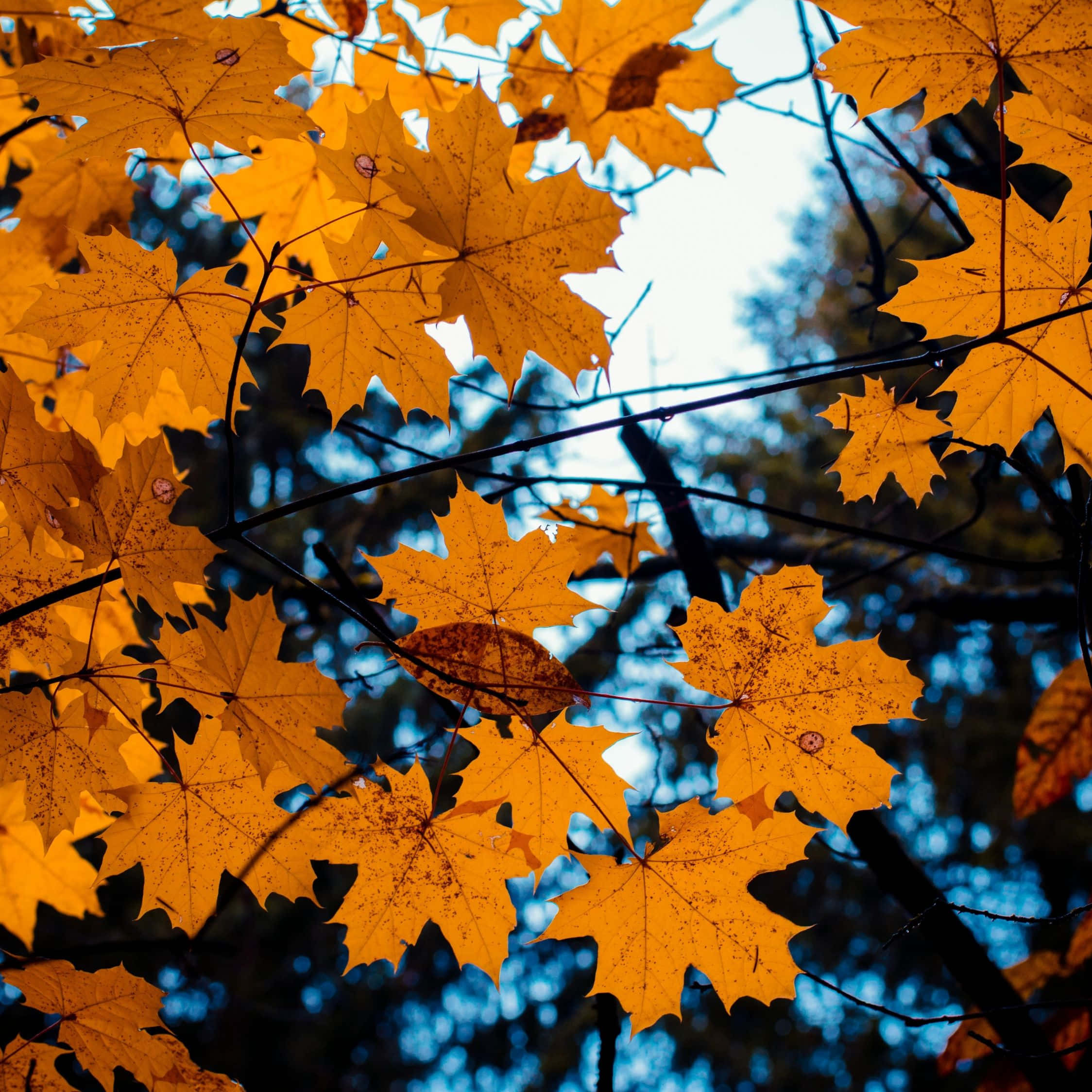 Fall iPad, autumn forest, vibrant orange maple leaves, Full HD Desktop Wallpaper
