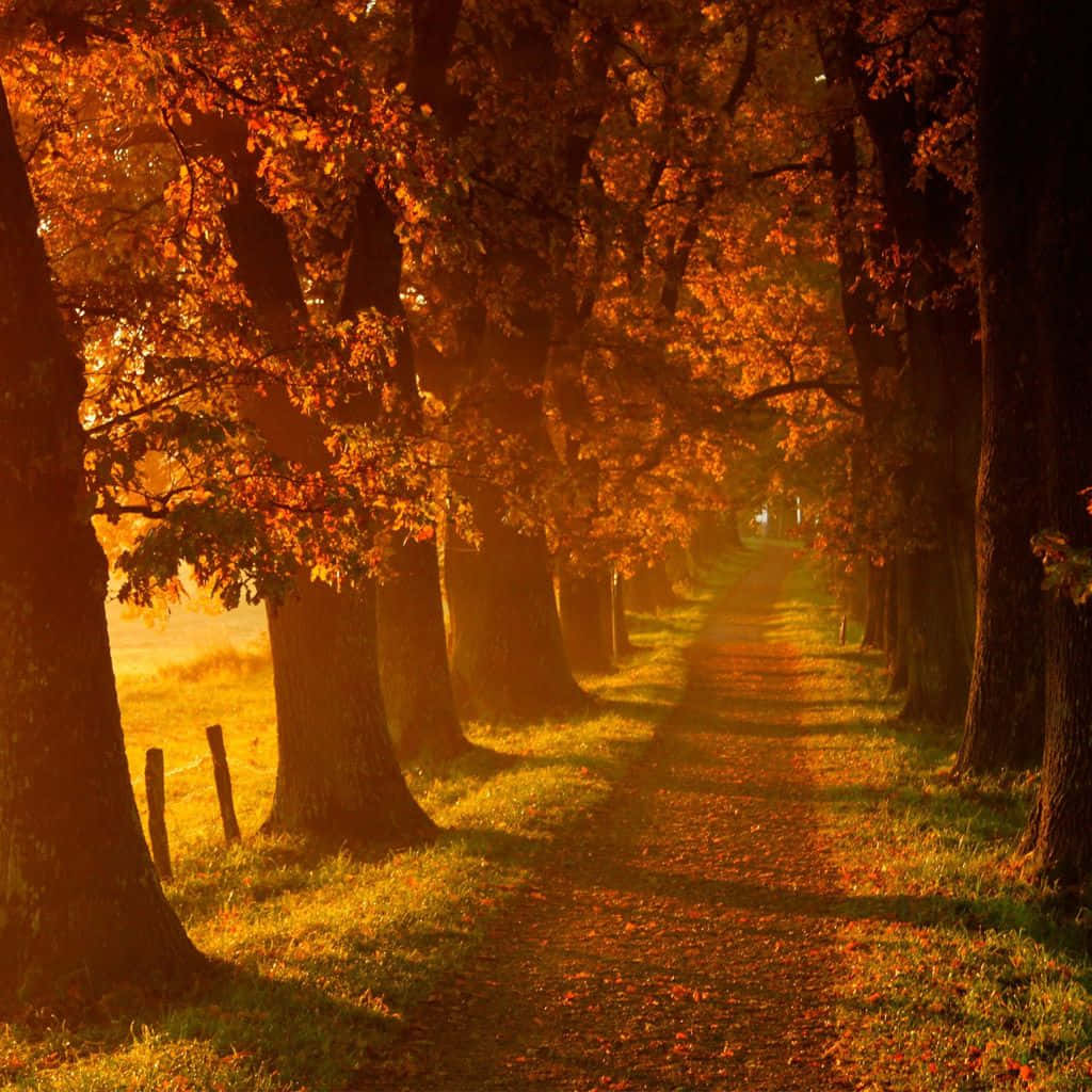 autumn, sunlit, fiery orange trees, SD Desktop Wallpaper
