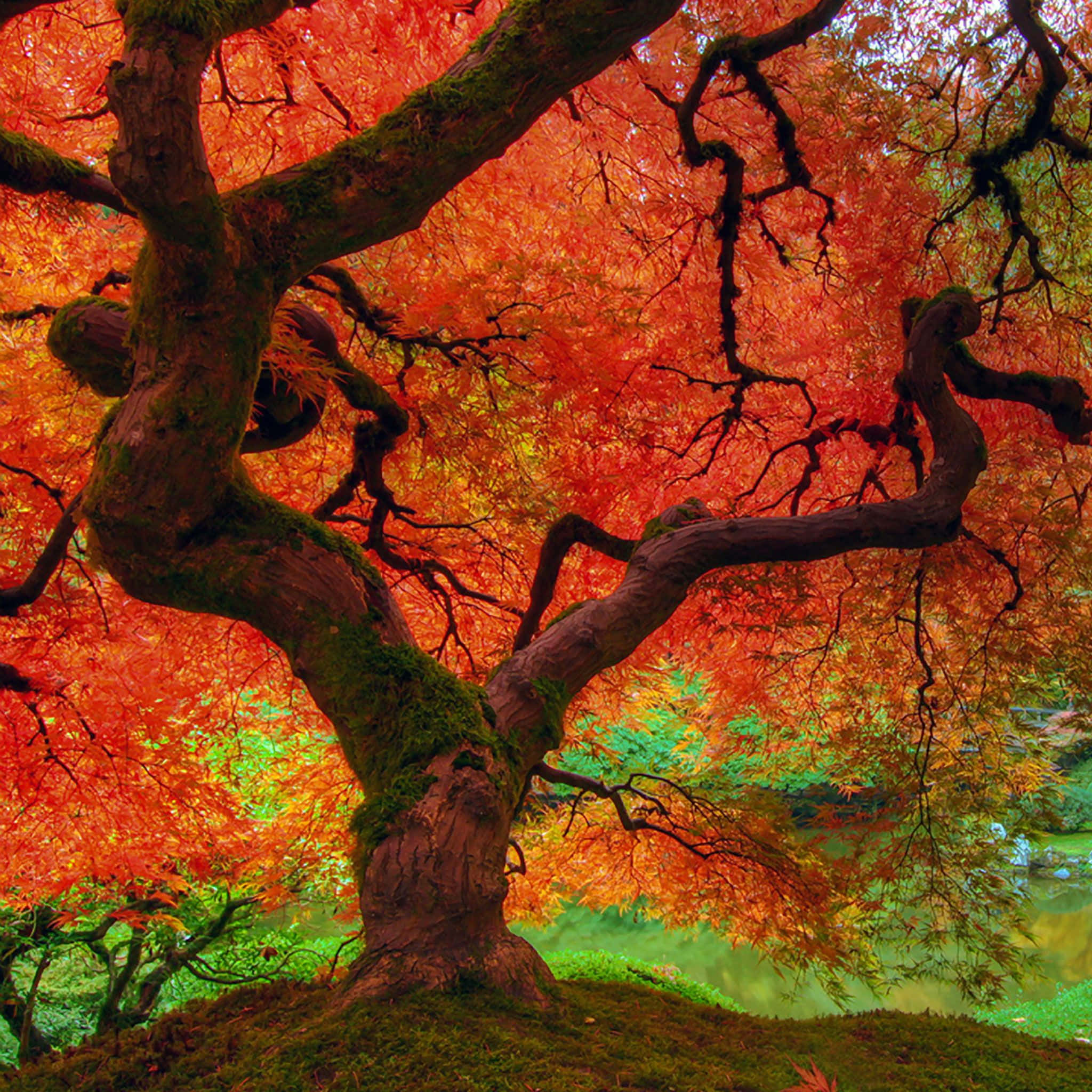 Fall iPad, ancient tree, gnarled mossy branches, Full HD Desktop Wallpaper