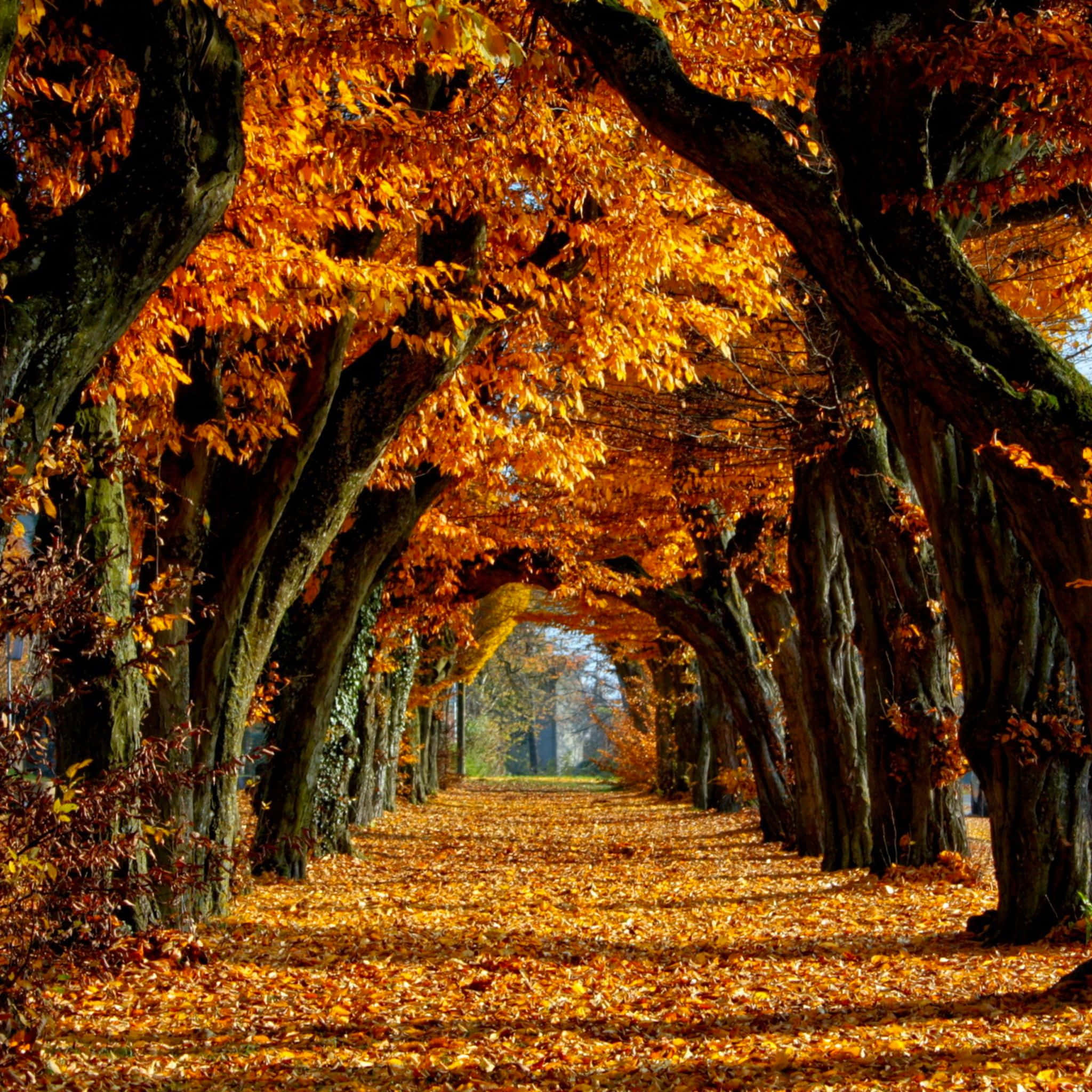 fall iPad, golden leaves, sunlit autumnal tunnel, Full HD Desktop Wallpaper