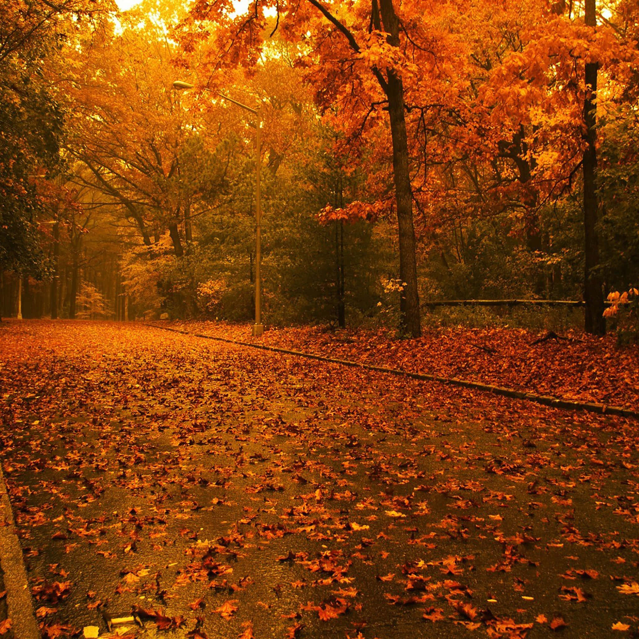 Fall iPad, golden autumn leaves, forest, Full HD Desktop Wallpaper