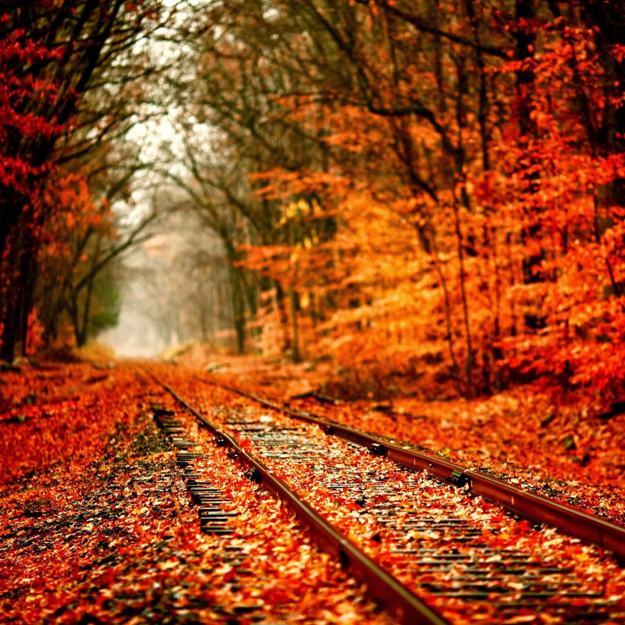 Fall iPad, train tracks, forest, Full HD Desktop Wallpaper