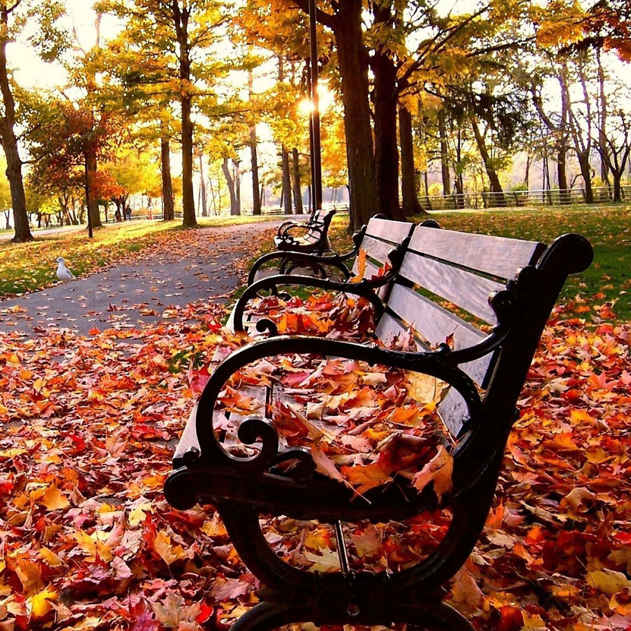 Fall iPad, autumn leaves, golden sunlight, Full HD Desktop Wallpaper
