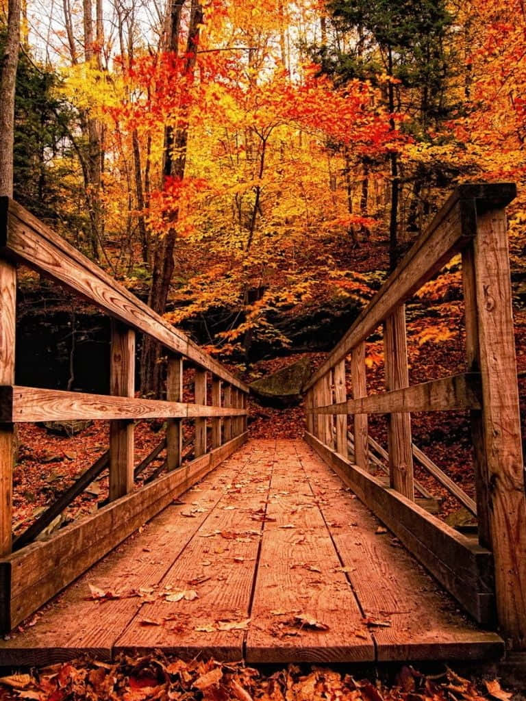 Fall iPad, wooden bridge, forest, SD Phone Wallpaper