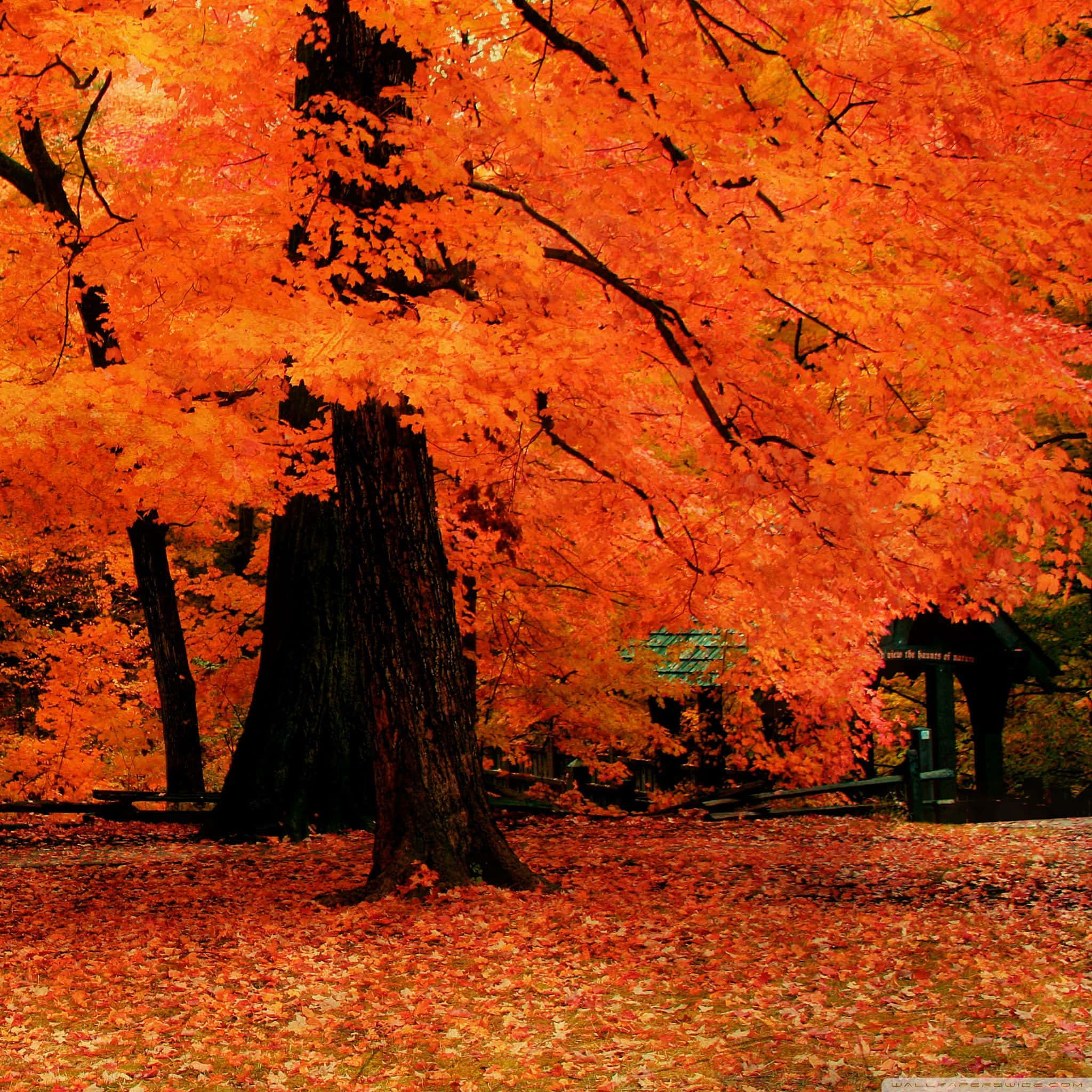 Fall iPad, autumn leaves, fiery orange leaves, Full HD Desktop Wallpaper