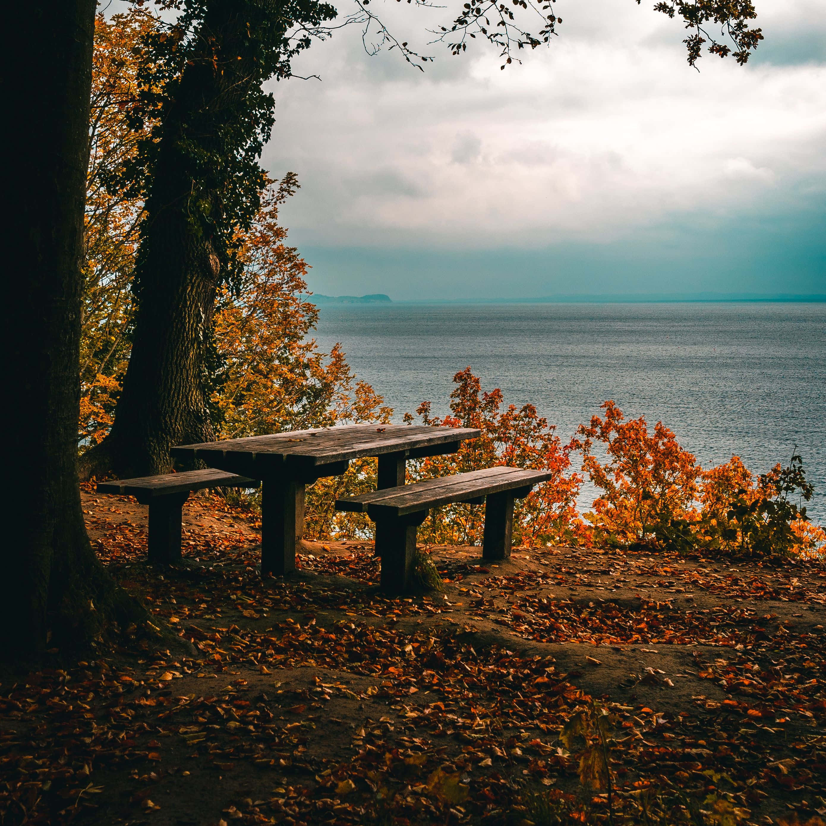 Fall iPad, wooden picnic table, autumn trees, 2K Desktop Wallpaper