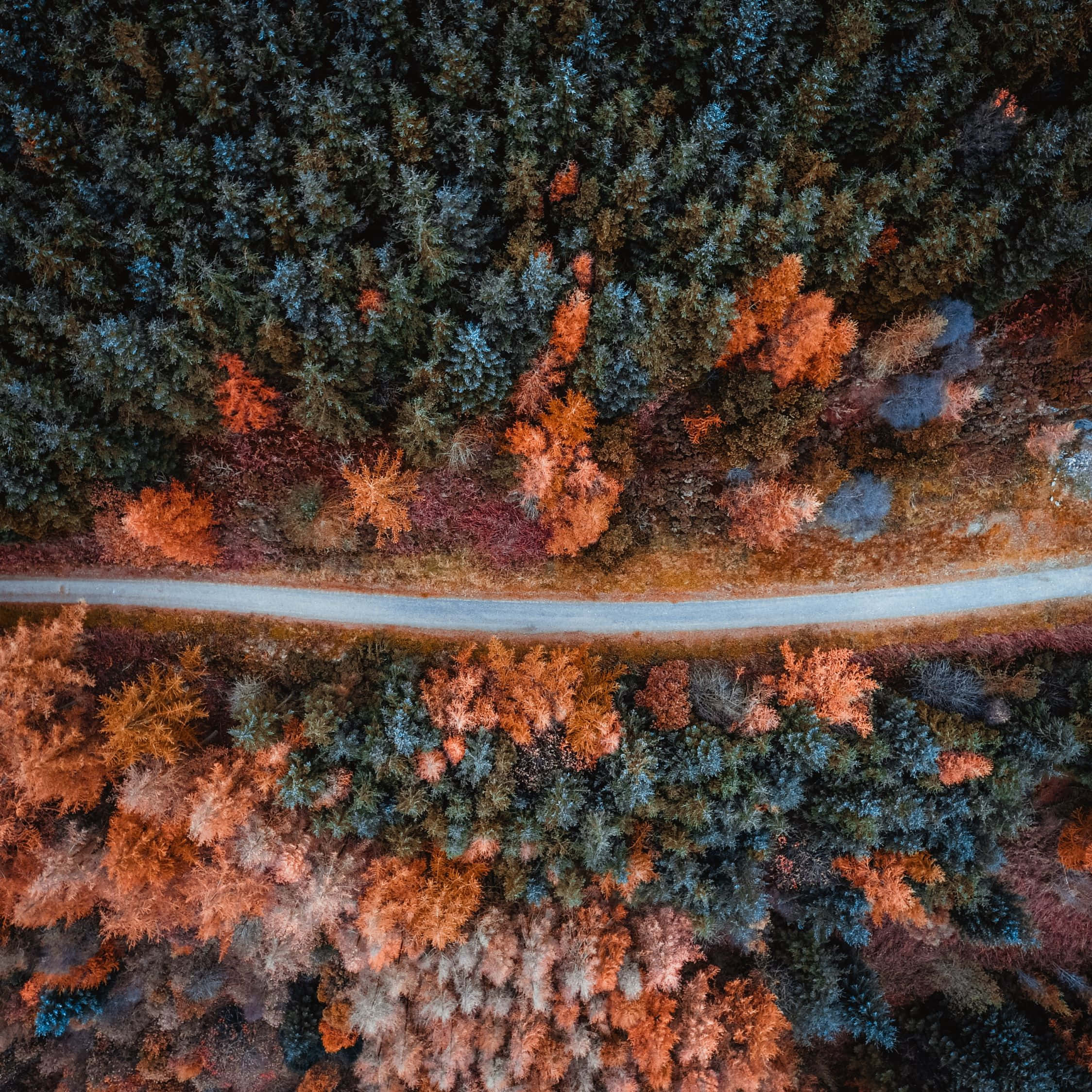 Fall iPad, forest, winding road, Full HD Desktop Wallpaper