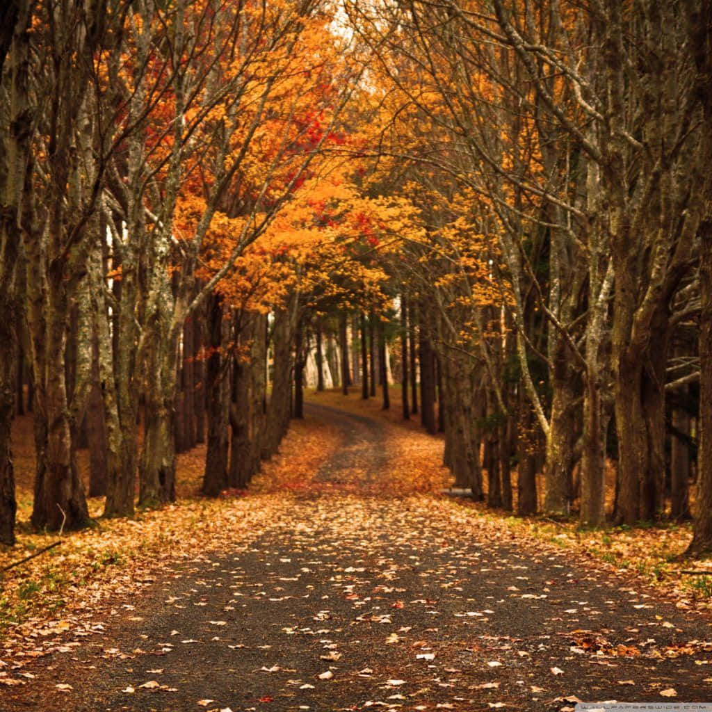Fall iPad, golden autumn leaves, fiery orange and red foliage, SD Desktop Wallpaper