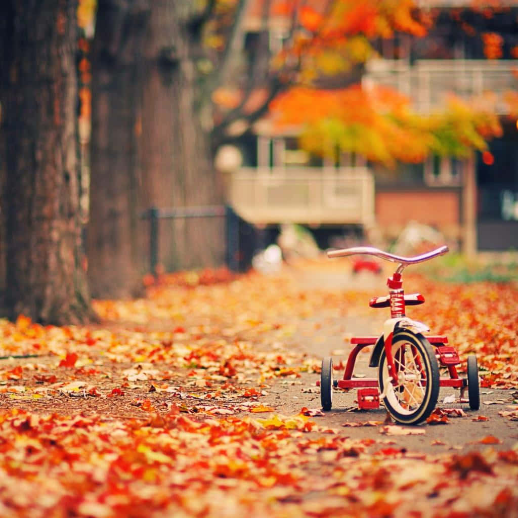 Fall iPad, red tricycle, autumn leaves, SD Desktop Wallpaper