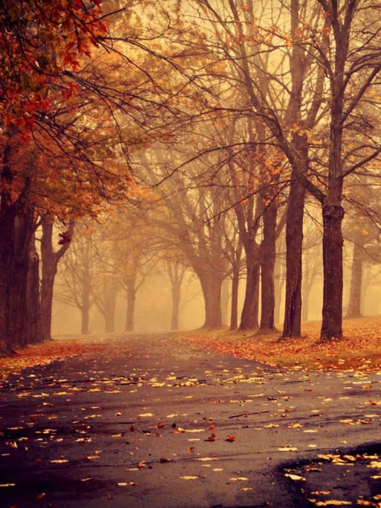 Fall iPad, autumn road, trees, SD Phone Wallpaper