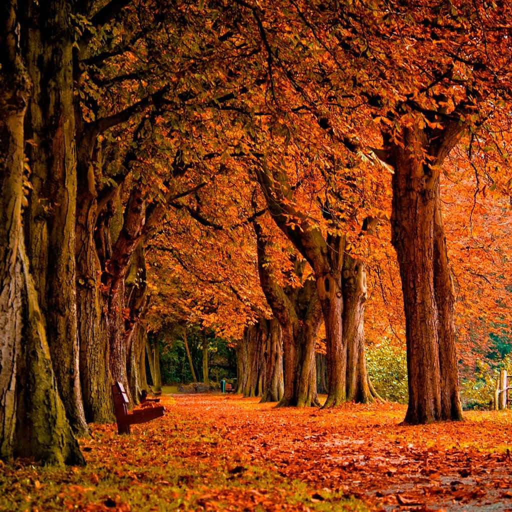 Fall iPad, autumn path, towering trees, SD Desktop Wallpaper