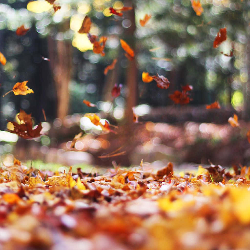 Fall iPad, golden autumn leaves, sunlit forest, SD Desktop Wallpaper