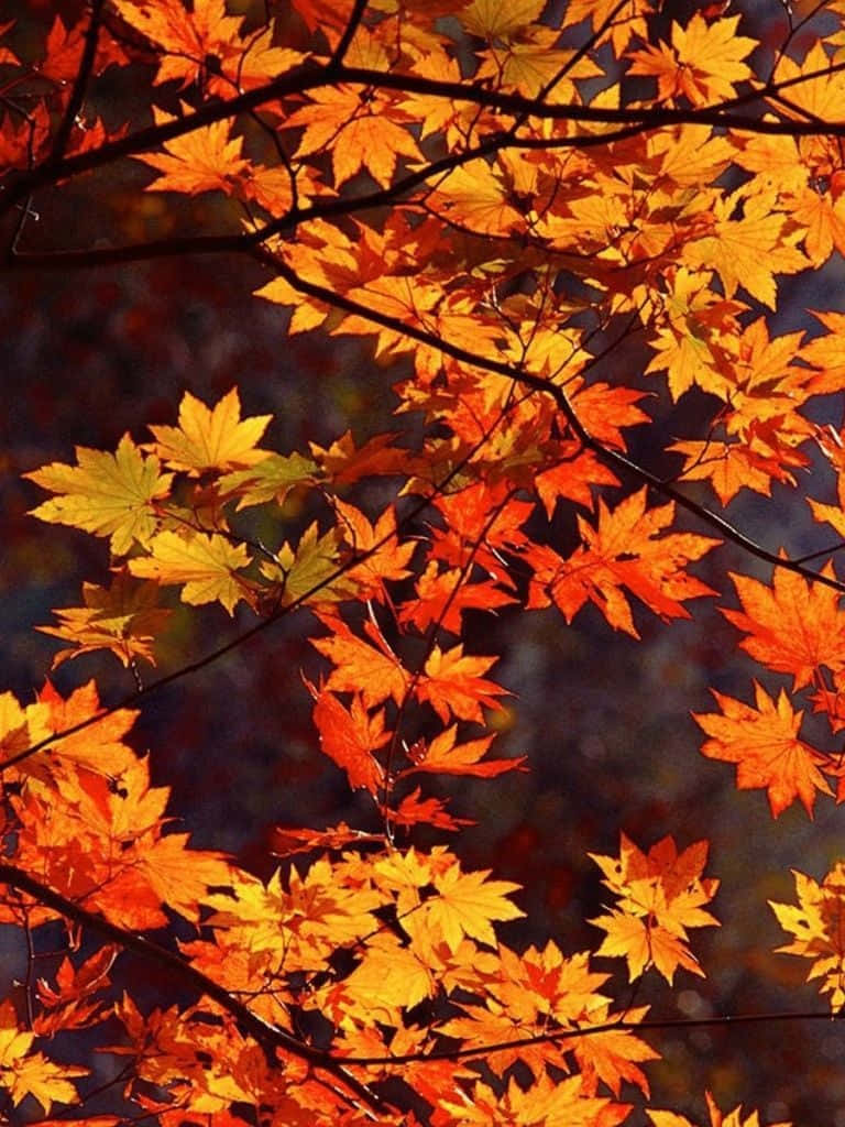 Fall iPad, maple leaves, orange, SD Phone Wallpaper