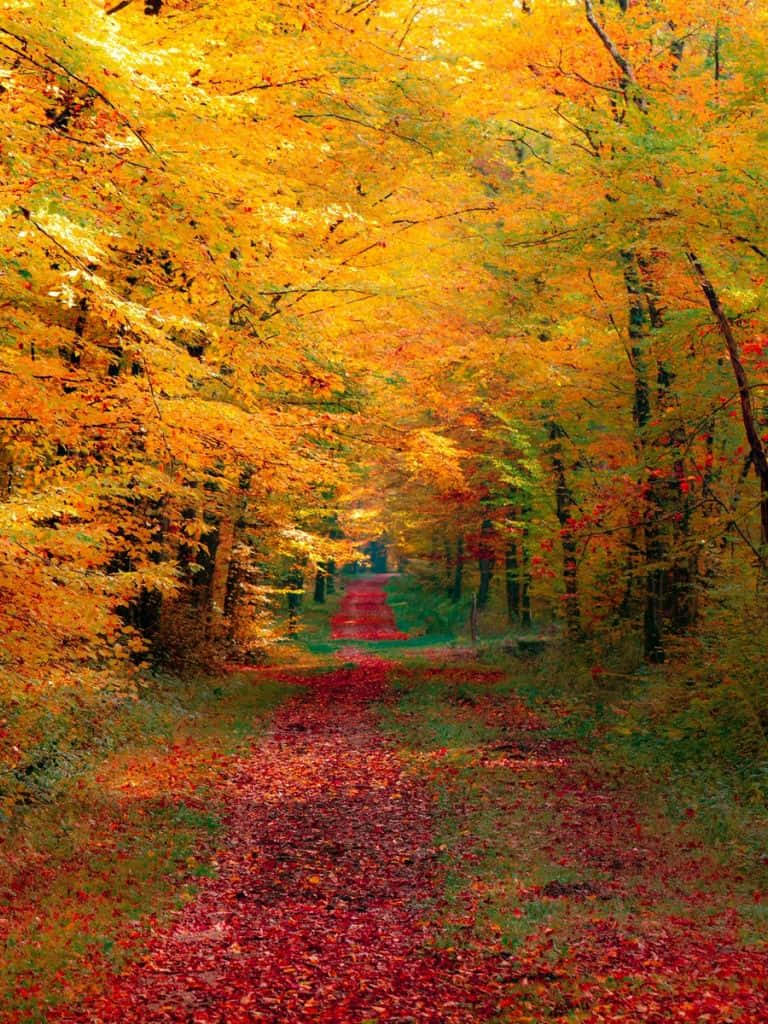 Fall iPad, red leaves, golden autumn trees, SD Phone Wallpaper