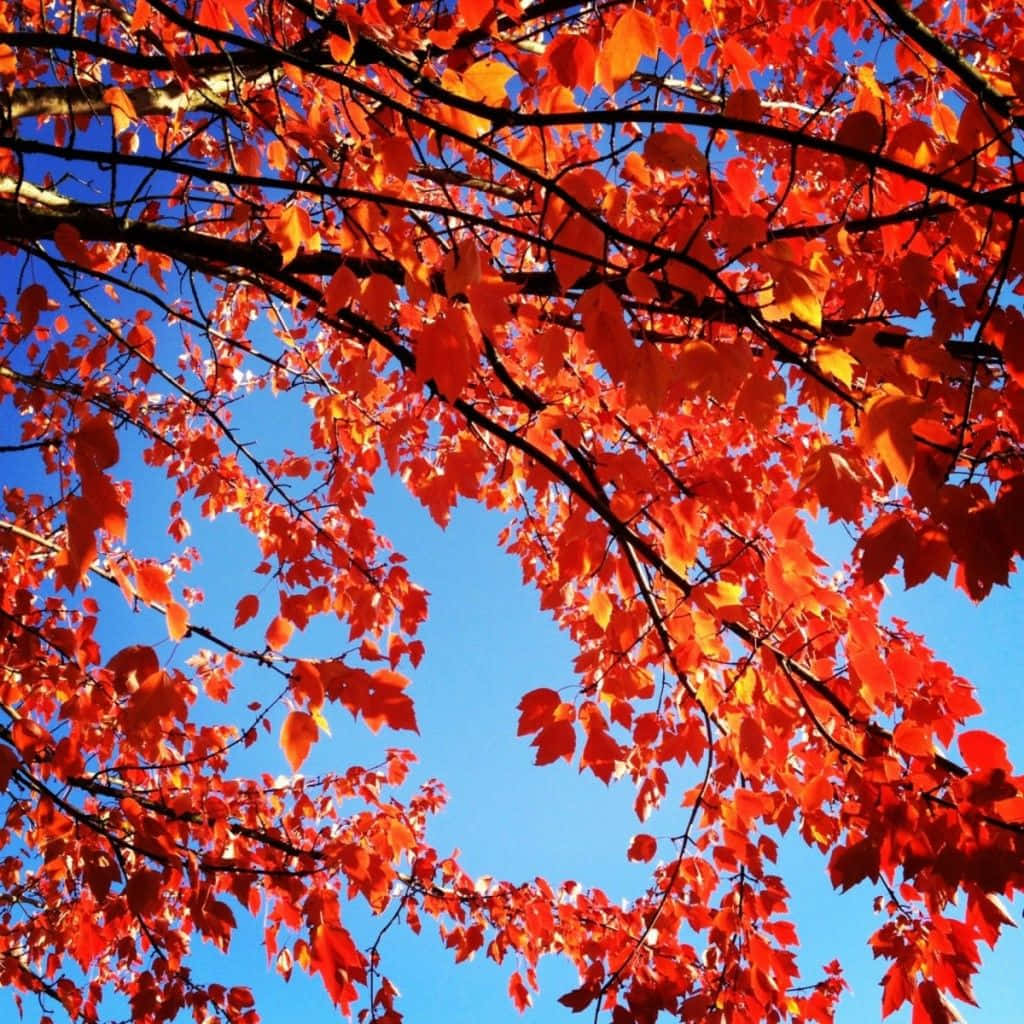 Fall iPad, vibrant red maple leaves, clear blue sky, SD Desktop Wallpaper
