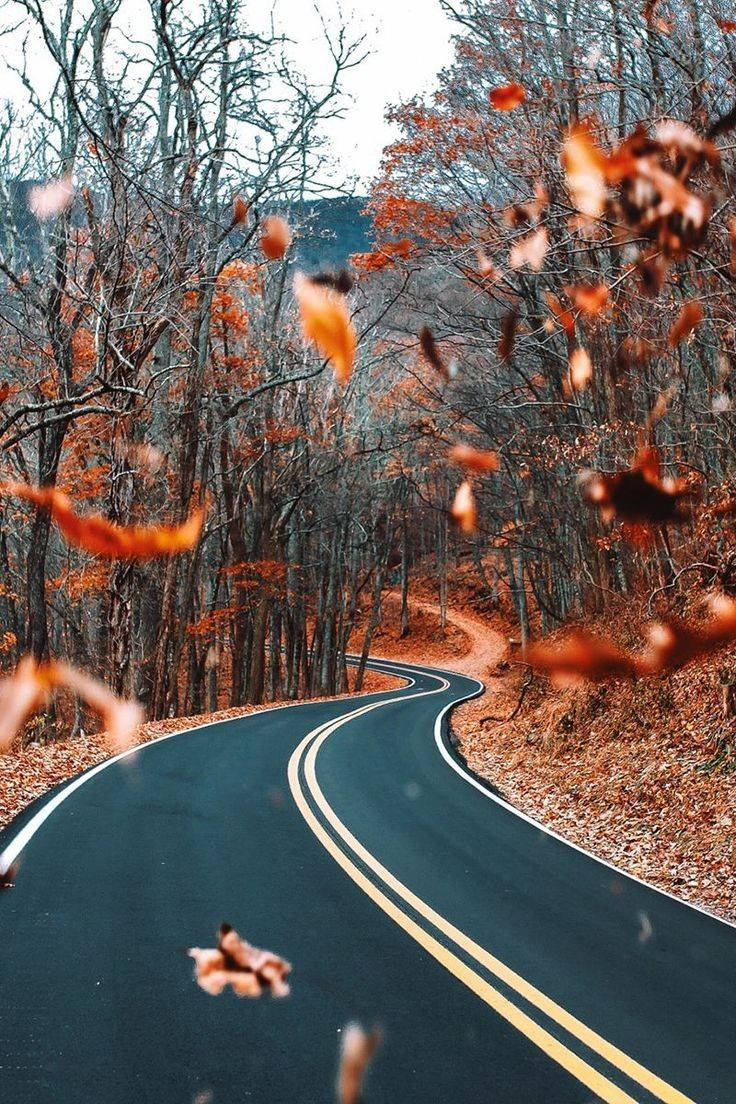 orange leaves, winding road, forest, SD Phone Wallpaper