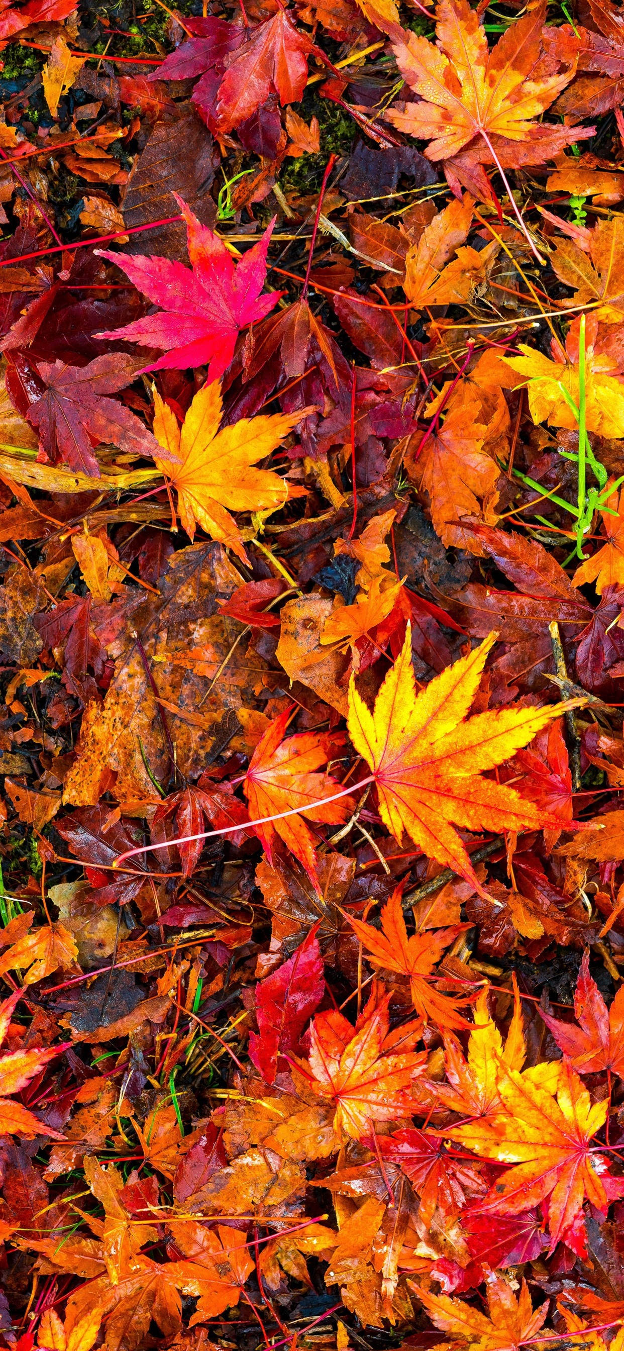 maple leaves, fiery reds, oranges, 2K Phone Wallpaper