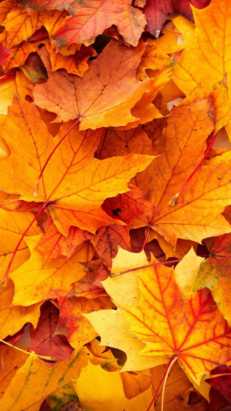 yellow maple leaves, autumn maple leaves, fiery orange yellow, HD Phone Wallpaper