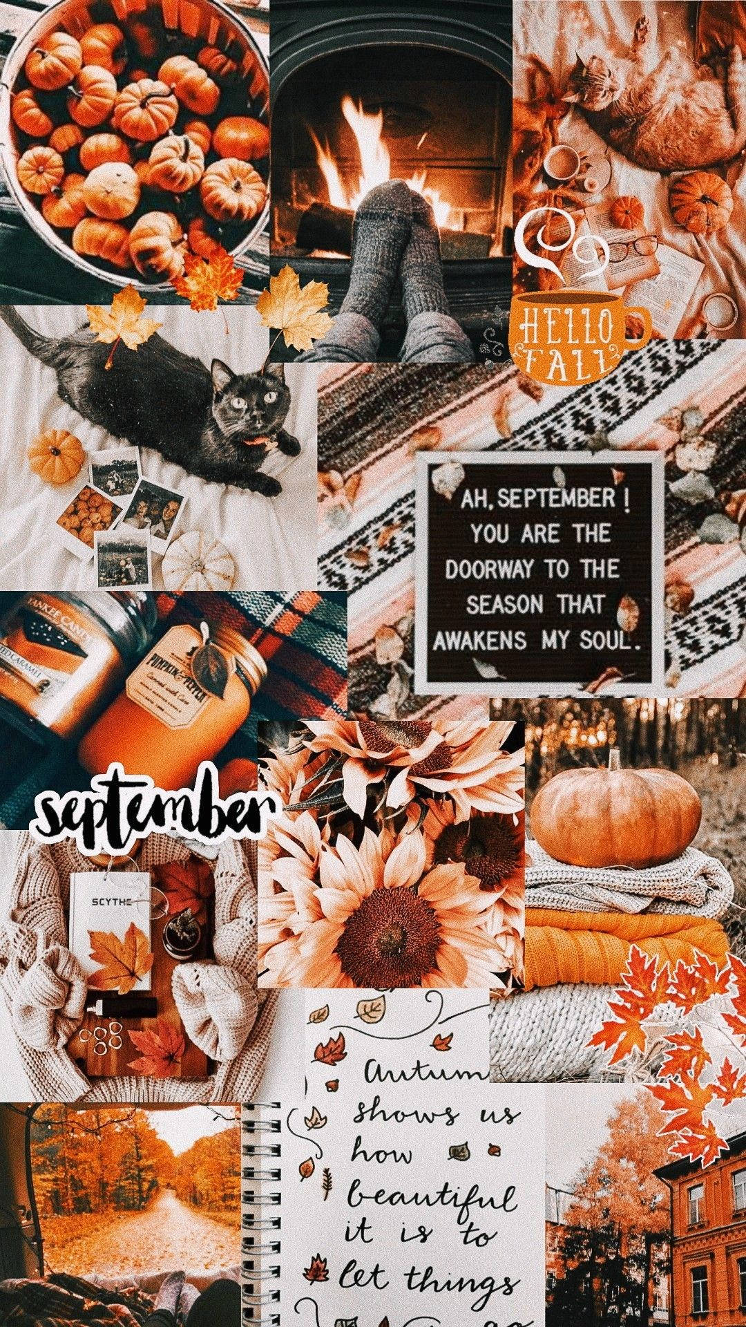 orange, autumn, pumpkins, Full HD Phone Wallpaper