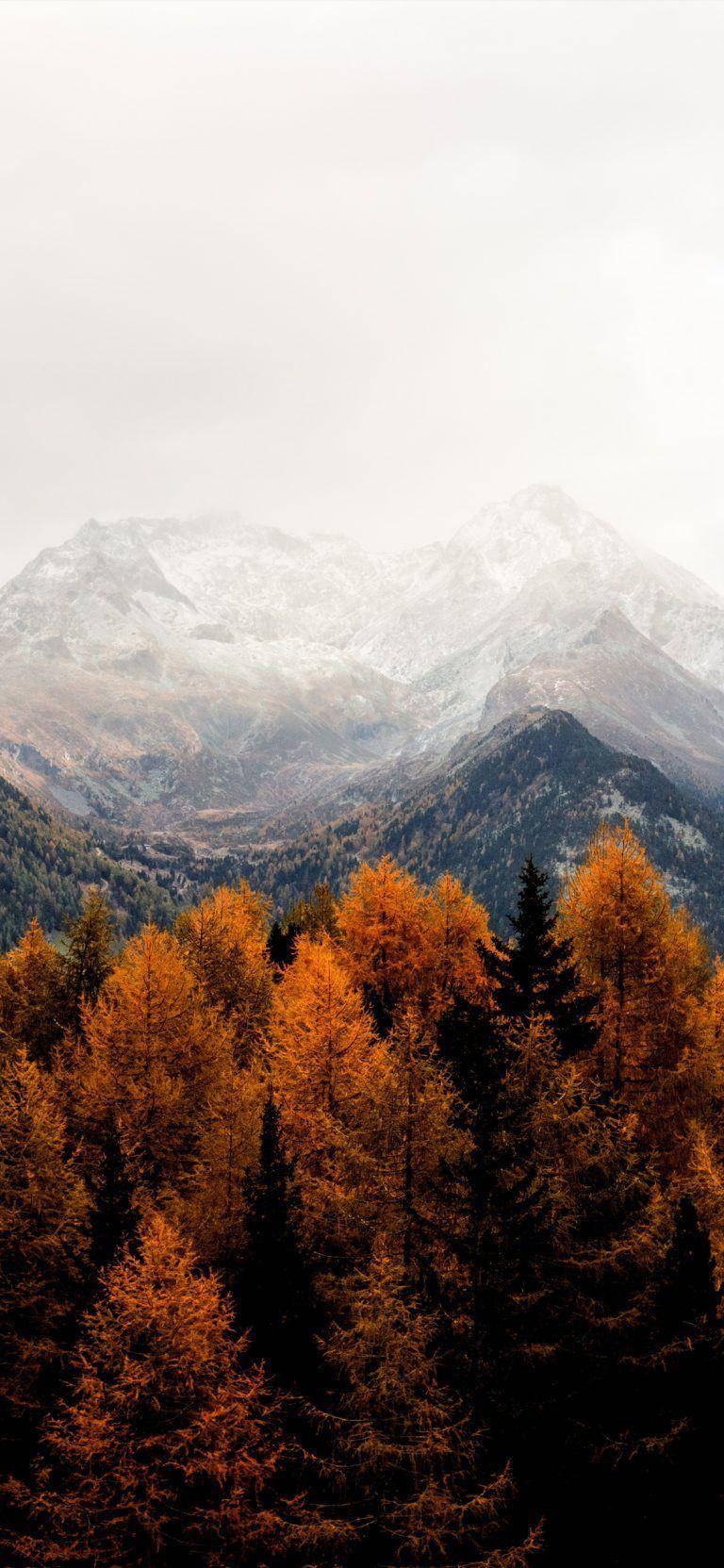 Misty Tree Mountain, golden autumn trees, snow-capped mountains, HD Phone Wallpaper