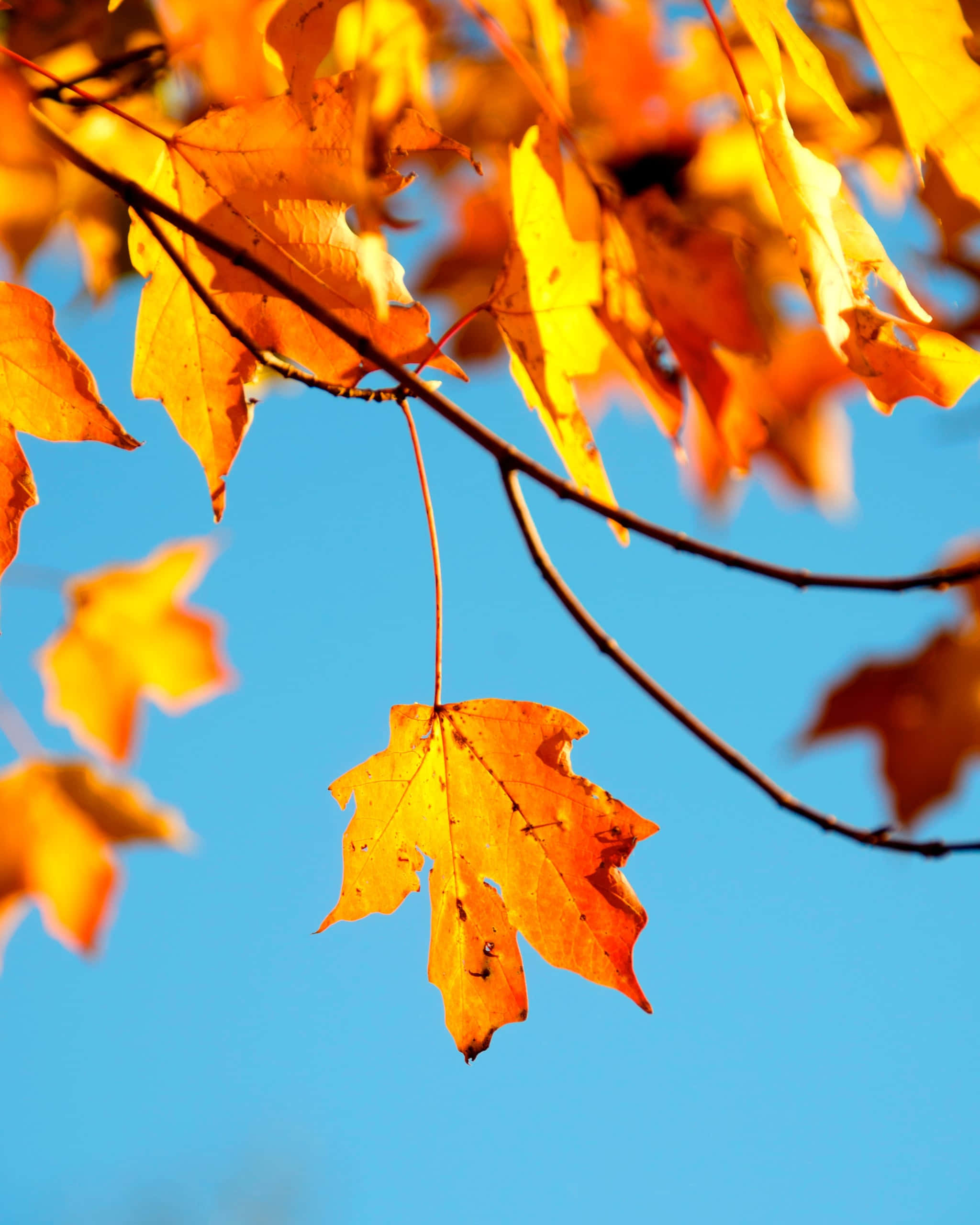 iPhone, fall aesthetic, yellow maple leaves, 2K Phone Wallpaper